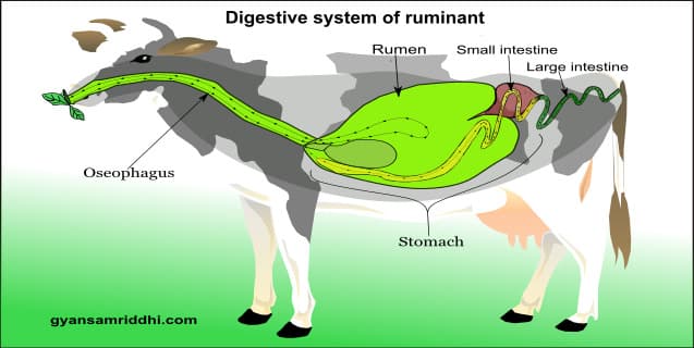 Class 7 Science Chapter 2 | प्राणियों में पोषण | Digestion In Grass Eating  Animals - gyansamriddhi